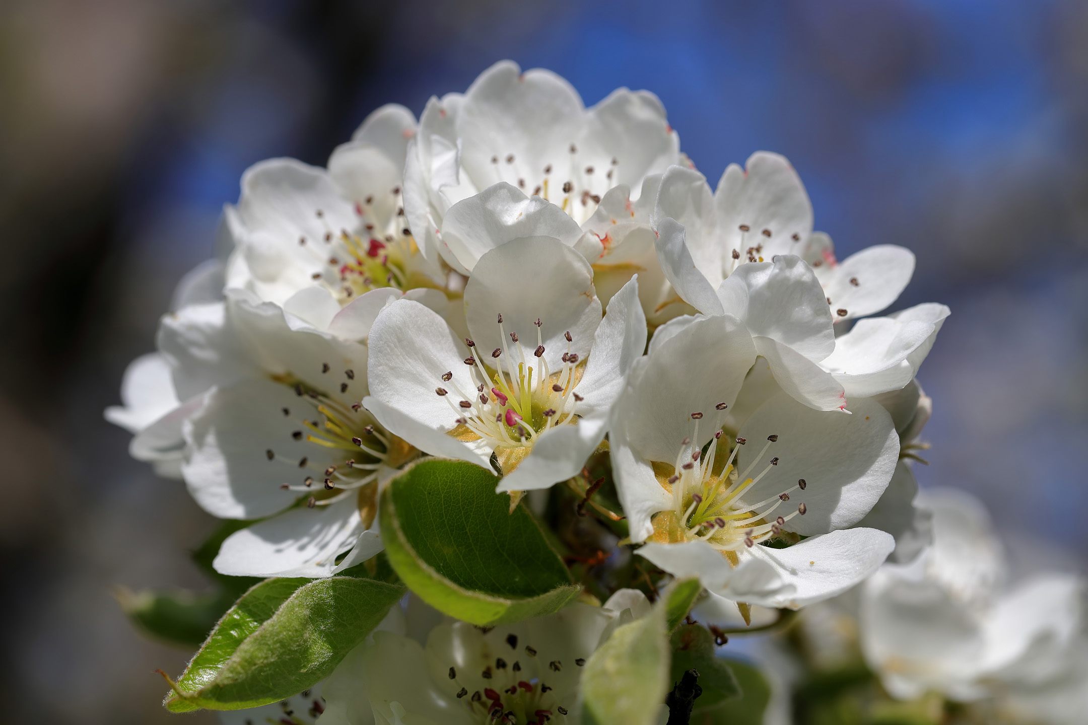 Birnenbaumblüte Ende April